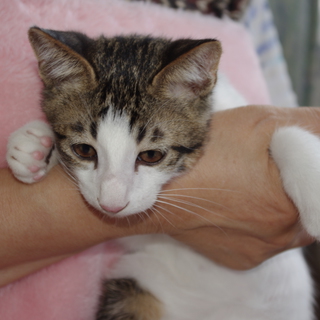 2012.05.11生まれ　きじの男の子です