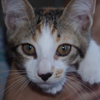 2012.05.11生まれ　みけの女の子です