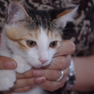 2012.05.11生まれ　みけの女の子です