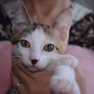 みけのメスです