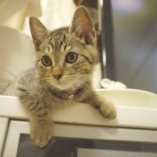 甘えんぼう♪な子猫