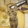 甘えんぼう♪な子猫 サムネイル2