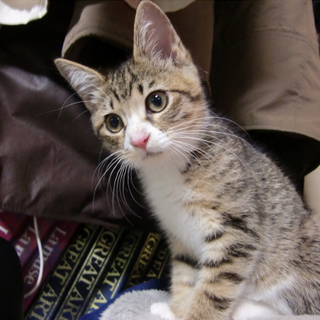 人懐っこい2ヶ月のメスです