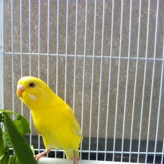 【ｾｷｾｲｲﾝｺ】【ﾙﾁﾉｰ】里親様を募集いたします。