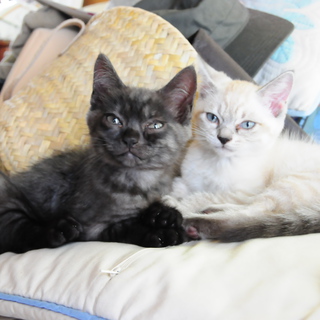 やんちゃな子ねこちゃん