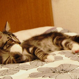 きいちゃん（仮名）の里親さん募集