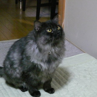 里親さん決定！「ちゃんこ丸」