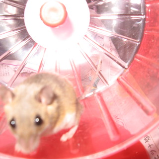 アフリカチビネズミの里親募集いたします