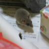 アフリカチビネズミの里親募集いたします サムネイル3