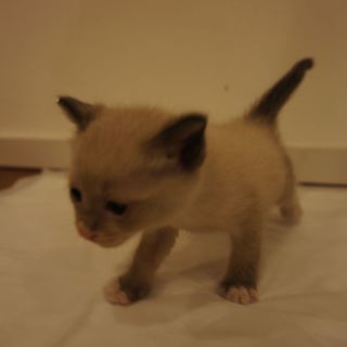 緊急！里親募集！(3)