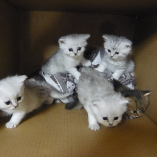 大切に育てて頂ける方