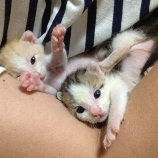 至急!子猫2匹里親募集!人懐こい美猫さんです