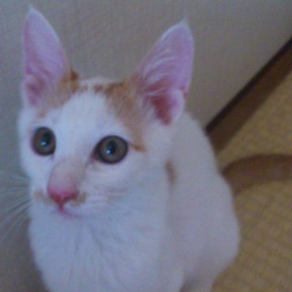 元気な甘えたな仔猫