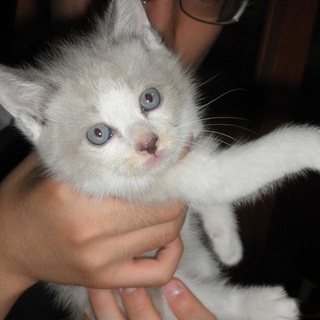 里親募集終了しました。