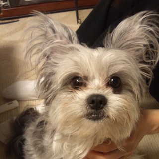 MIX犬の里親募集！！