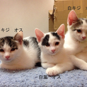仔猫の里親さんを探しています。