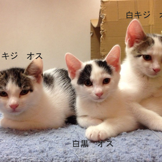 仔猫の里親さんを探しています。