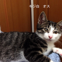 仔猫の里親さんを探しています。