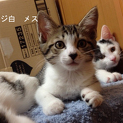 仔猫の里親さんを探しています。