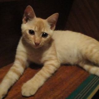 茶トラの猫です。