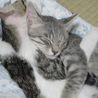 家の近くで生まれた猫達です。 サムネイル5