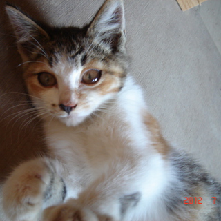 ※急募※甘えん坊を可愛がってくださる里親様募集