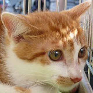 キュート☆茶白美子猫