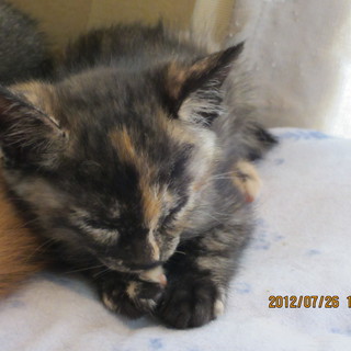 優しい里親様に出会えますように