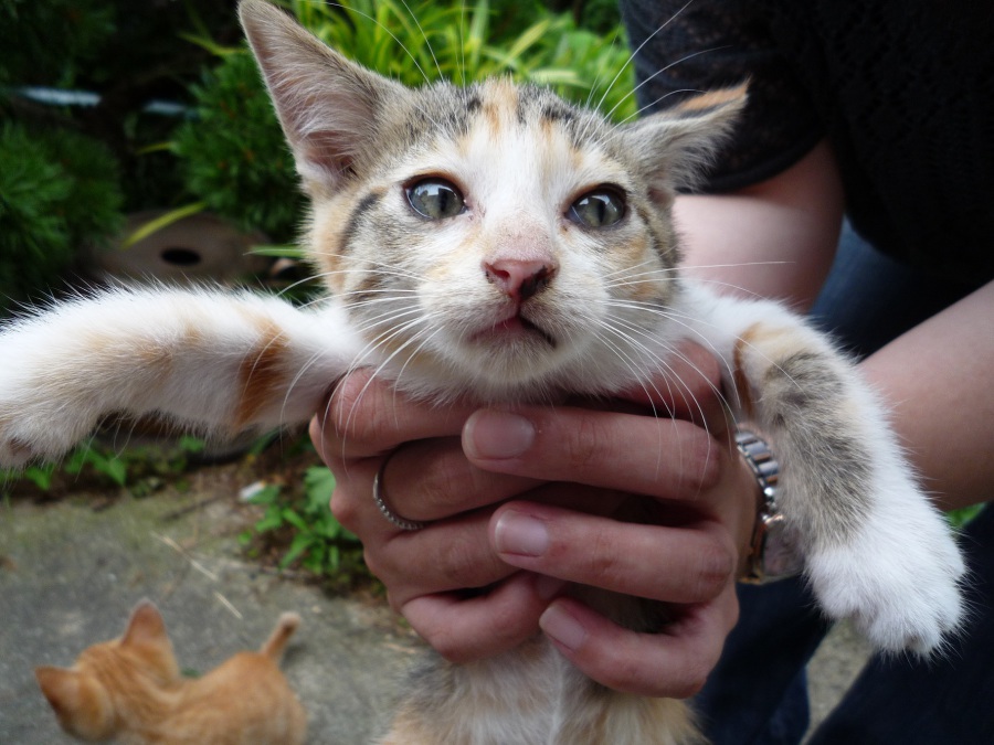 三毛猫 オスです 広島県 猫の里親募集 4976 ペットのおうち 月間利用者150万人