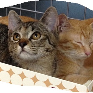 サンモールバレエ教室　箱入り息子の里親募集中