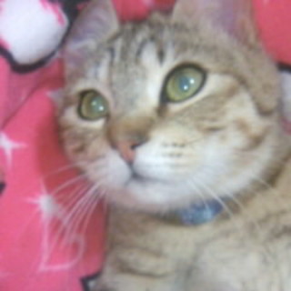 かわいいリョウ君里親様探してます