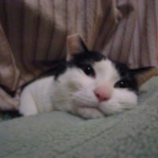 みるくの里親さん募集！