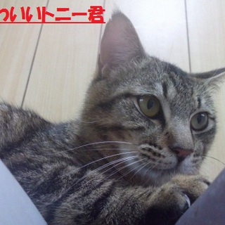 おっとり　トニー君里親募集中！