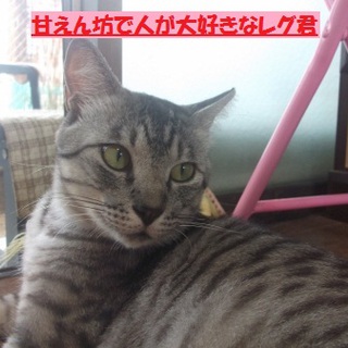 グレートラの甘えん坊レグ君里親募集中！