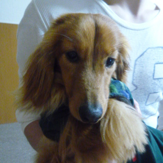 3歳のﾀﾞｯｸｽです