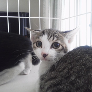 里親さま募集です