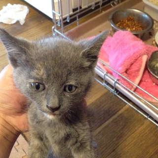 グレー　女の子　生後1ヶ月