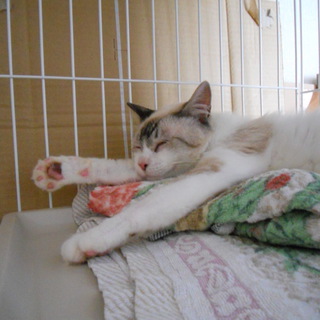 若いオスのシャム猫MIX、里親募集中!!!