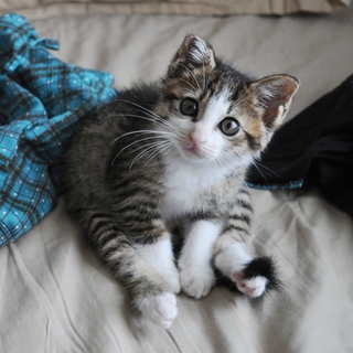 とても人懐っこい子猫さん