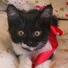 船橋市　白黒メス　5月生まれ　障害あり サムネイル2
