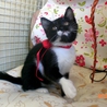 船橋市　白黒メス　5月生まれ　障害あり サムネイル5
