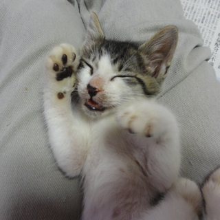 偶然で救われた命をつないでください