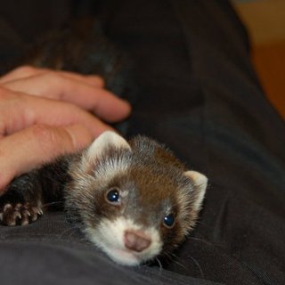 セーブル色のフェレット♂、臭腺除去＆避妊済み