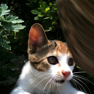 めすの三毛仔猫の里親さん募集です。