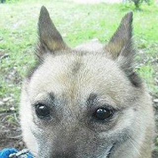 この子の残された時間はカウントダウンが始まっています。 どうか助けてやって下さい。