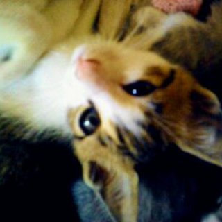 飼い主を募集しています。