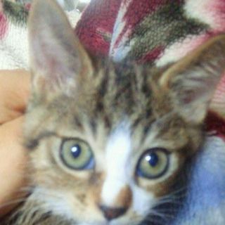 丸すぎにゃんこ  ありがとうございました＾＾