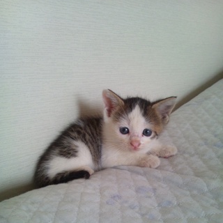 活発な子猫です！