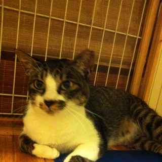 甘えん坊の成猫募集！！