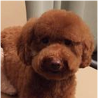 トイプードルの里親募集です（7歳♂）